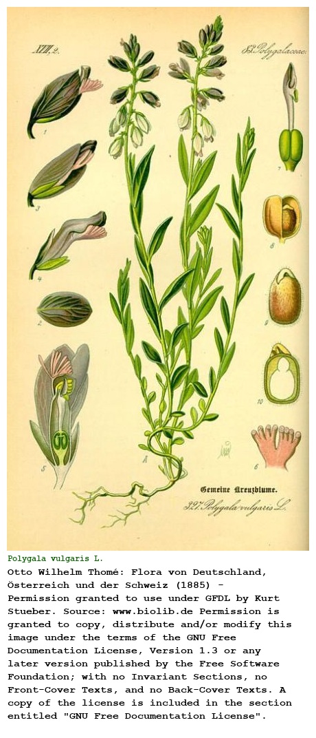 Polygala vulgaris L.